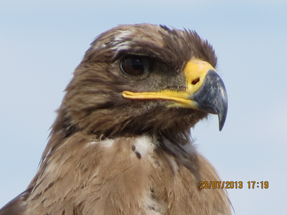 Жатақханада киска жалап
